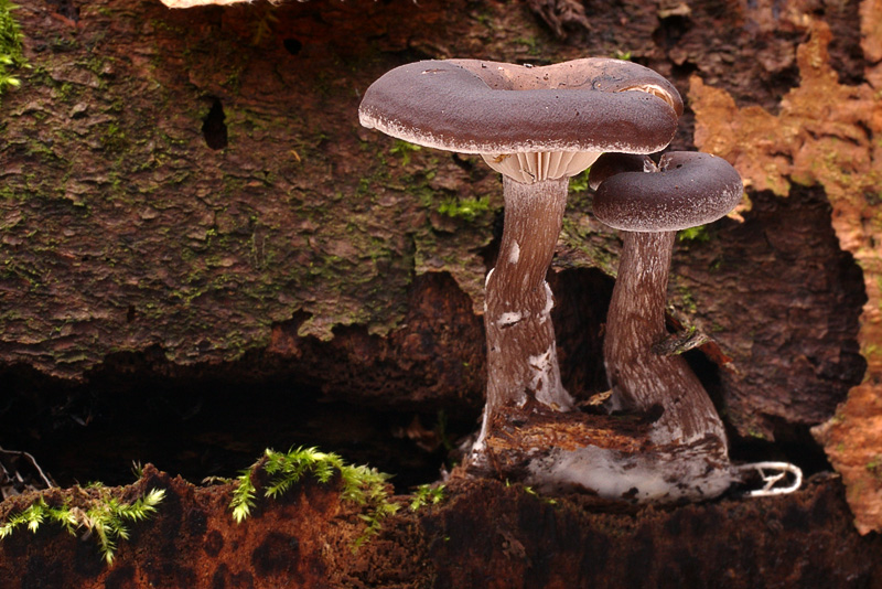 Pseudoclitocybe cyathiformis